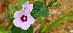 Ipomoea triloba