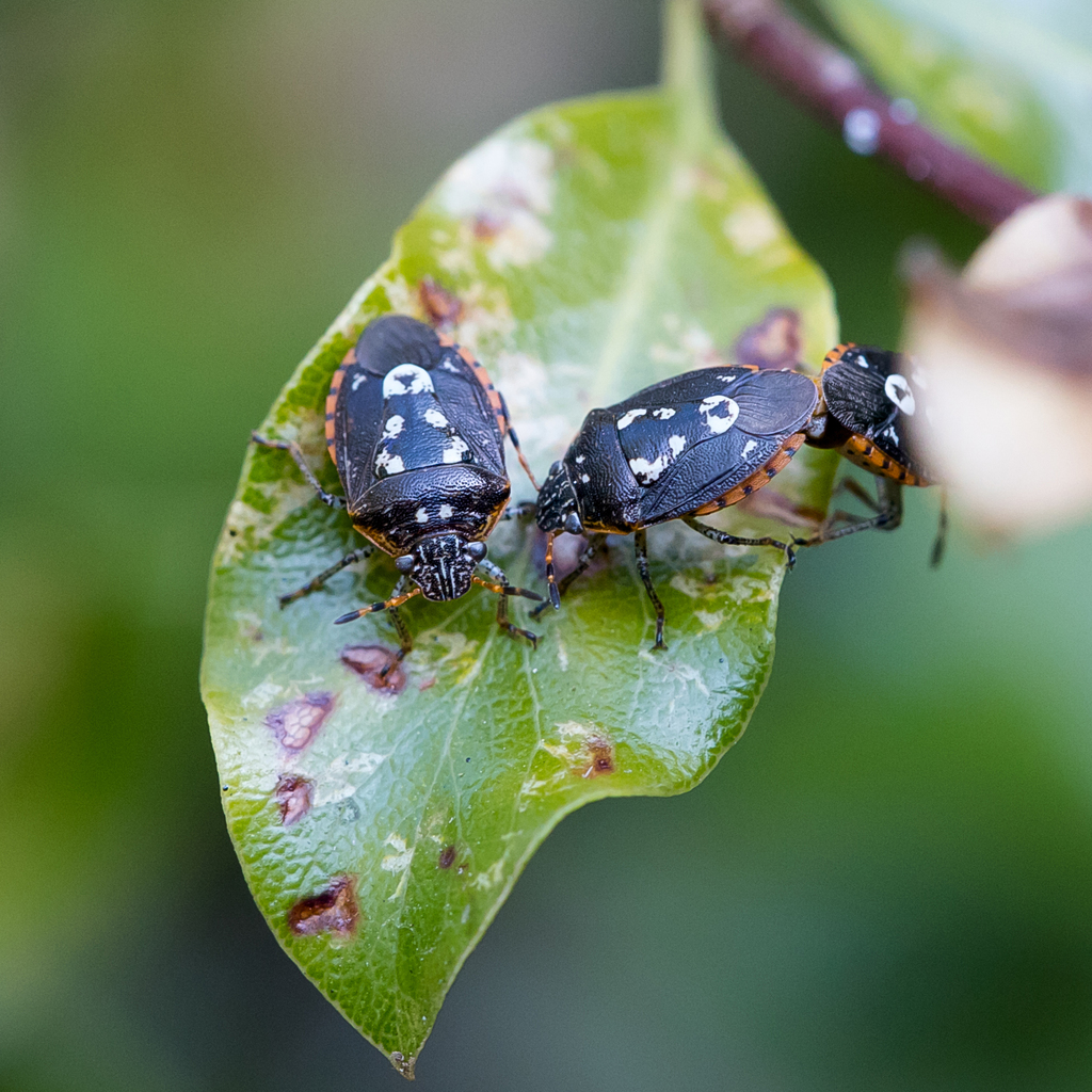 Pittosporum Bug