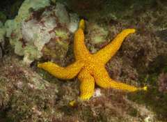 Fromia polypora