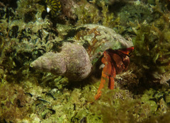 Paguristes frontalis