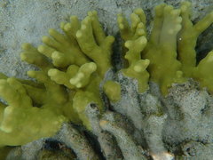 Porites attenuata