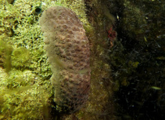 Australostichopus mollis