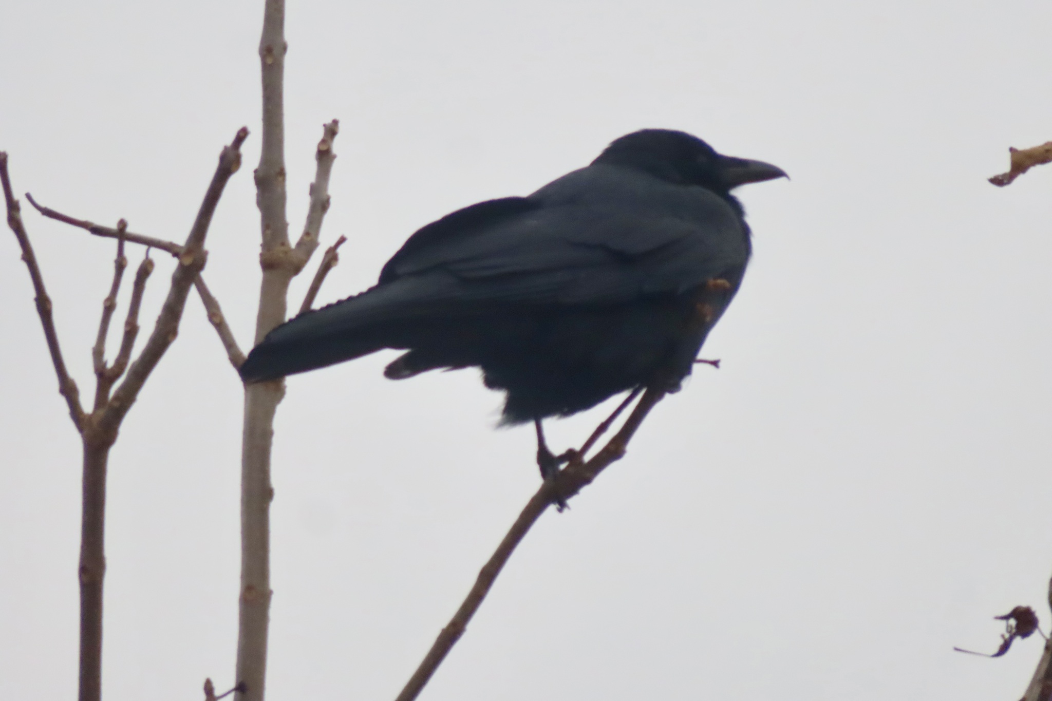 Fish Crow (Corvus ossifragus), photo 2