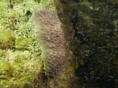 Australostichopus mollis