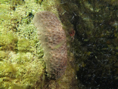 Australostichopus mollis