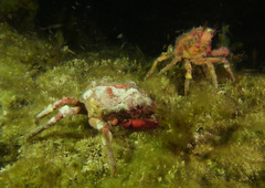 Schizophrys