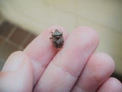 Cermatulus nasalis nasalis