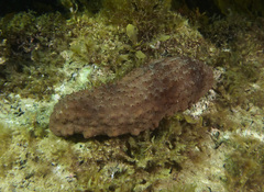 Australostichopus mollis