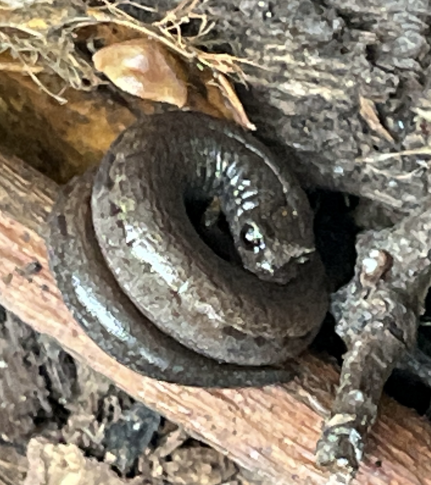 Batrachoseps attenuatus (Eschscholtz, 1833)