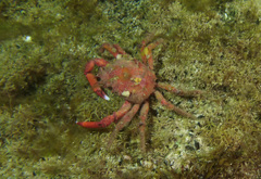 Schizophrys