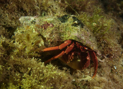 Paguristes frontalis