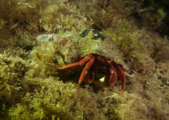 Paguristes frontalis