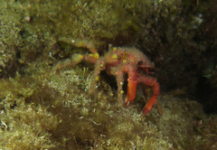 Schizophrys