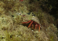 Paguristes frontalis