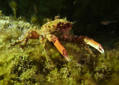 Schizophrys