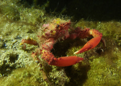 Schizophrys