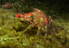 Schizophrys