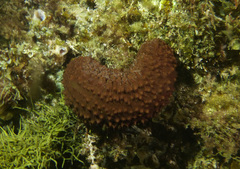 Australostichopus mollis