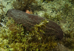 Australostichopus mollis