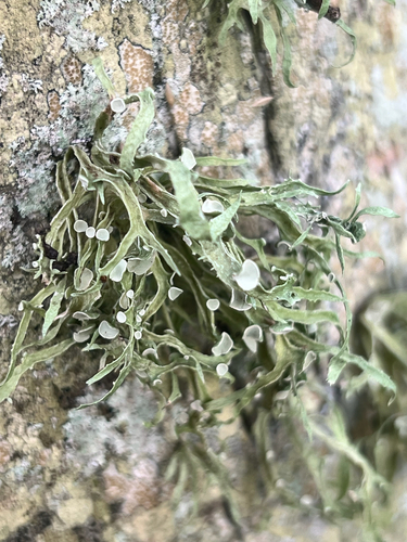 Ramalina observed 2026-01-05
