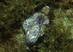 Goblinfish photo 3