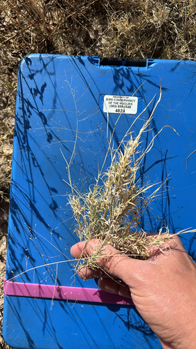 Ear Muhly