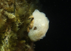 Austrodromidia octodentata