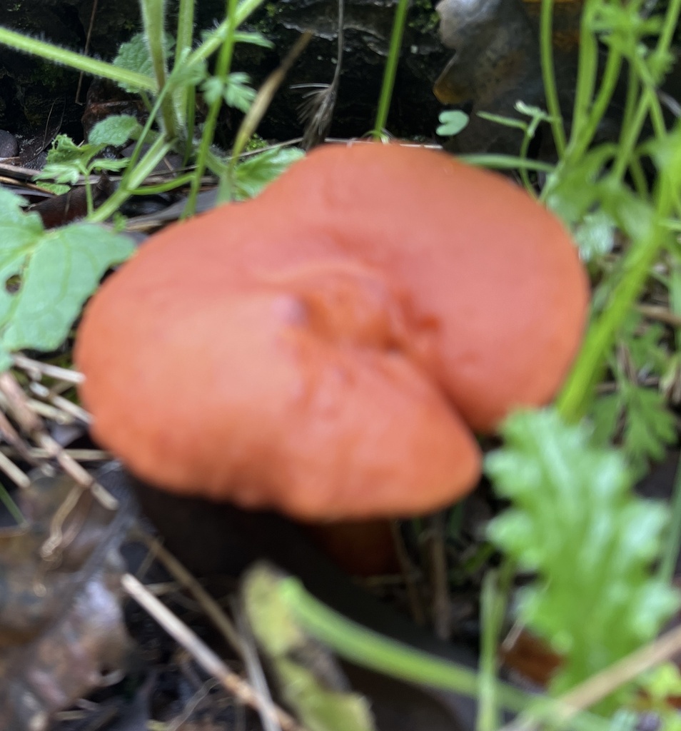 Lactarius rubidus · January 2026 · photo: © joqatana (iNaturalist, cc-by)