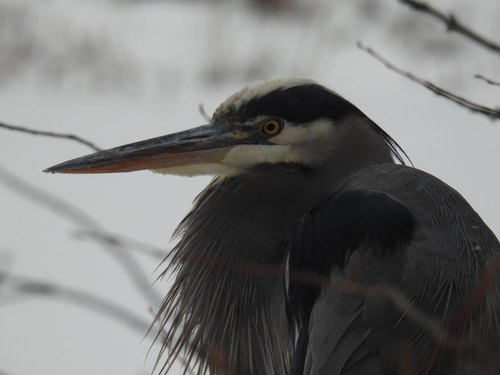 Great Blue Heron photographed in Minnesota