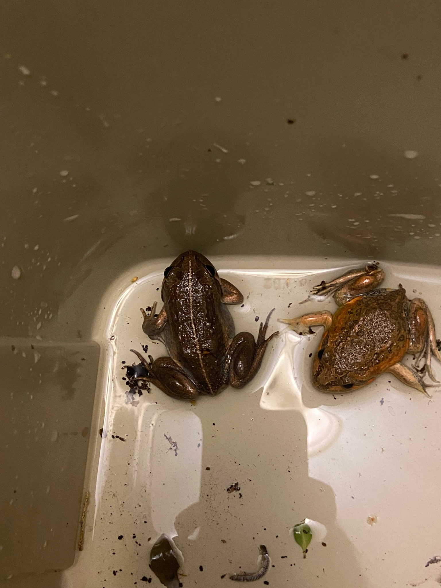 Limnodynastes dumerilii Peters, 1863