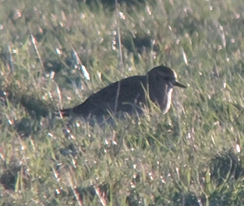 European Golden Plover (Pluvialis apricaria), photo 4