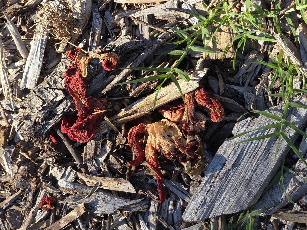 Clathrus ruber · January 2026 · photo: © ianrainbow (iNaturalist, cc-by)