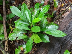 Codiaeum variegatum moluccanum