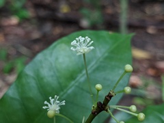 Codiaeum variegatum moluccanum