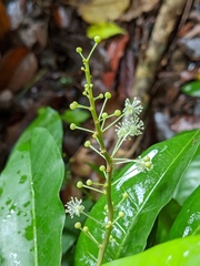 Codiaeum variegatum moluccanum