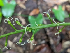 Codiaeum variegatum moluccanum