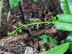 Codiaeum variegatum moluccanum