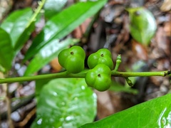 Codiaeum variegatum moluccanum