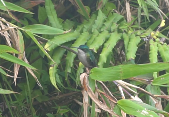Blue-headed Hummingbird (Riccordia bicolor), photo 7