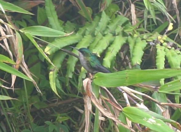 Blue-headed Hummingbird (Riccordia bicolor), photo 8