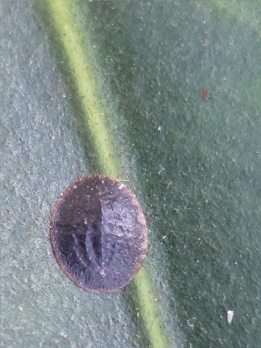 iNaturalist observation photo of Black Scale