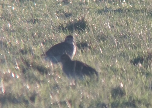 European Golden Plover (Pluvialis apricaria), photo 5