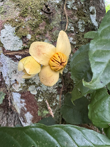 piton tree (Grias neuberthii)