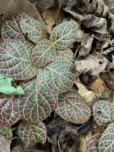 Nerve Plant (Fittonia albivenis)