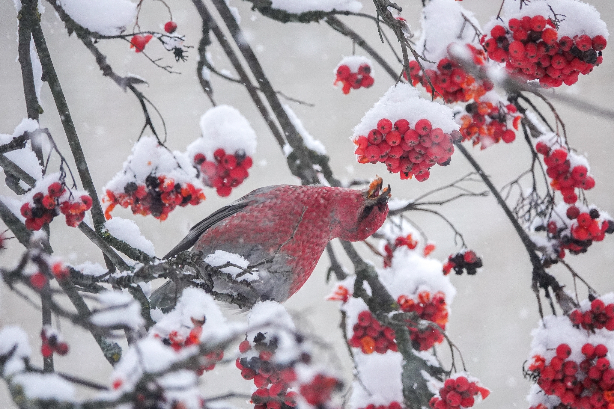 Pine Grosbeak (Pinicola enucleator), photo 1