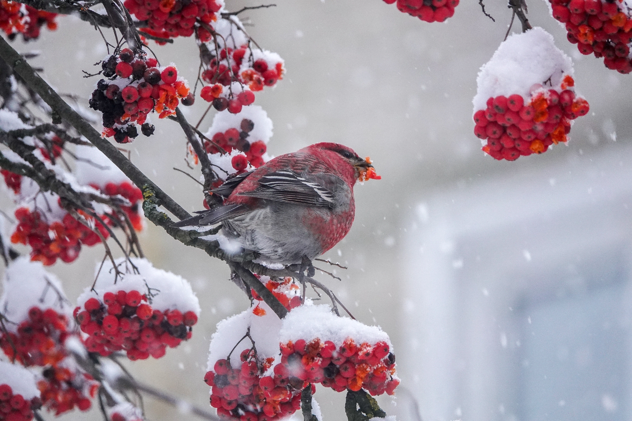 Pine Grosbeak (Pinicola enucleator), photo 2