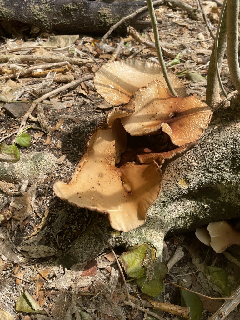 Cyclocybe parasitica · January 2026 · photo: © mcstanley (iNaturalist, cc0)