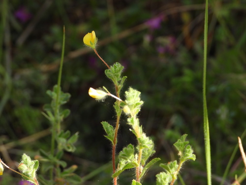 sticky restharrow (Ononis viscosa)