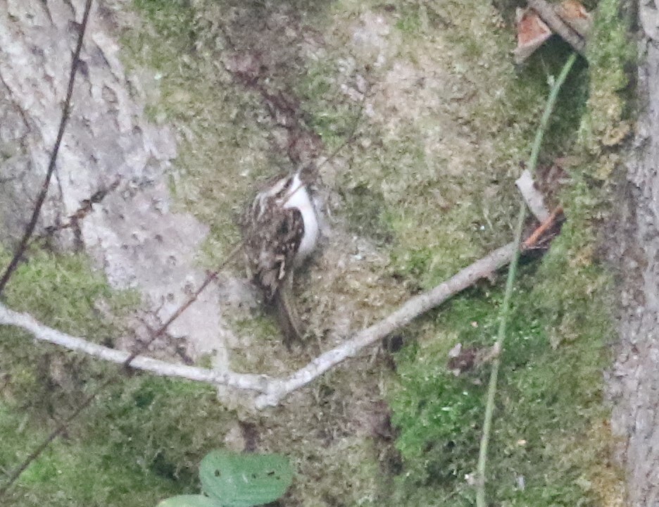 Eurasian Treecreeper (Certhia familiaris), photo 2