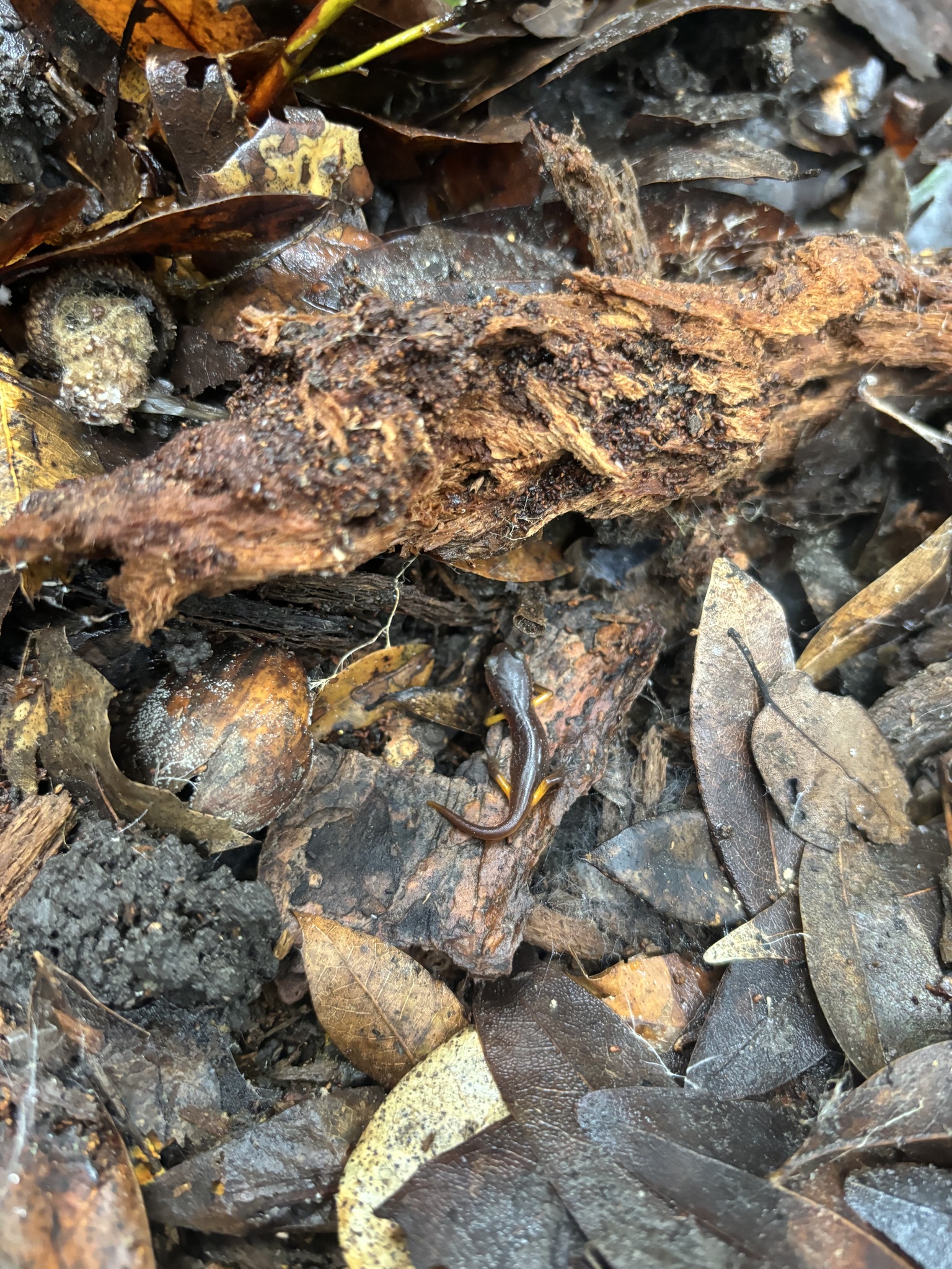 Ensatina eschscholtzii Gray, 1850